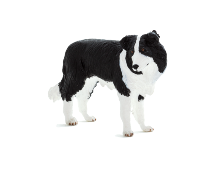 سگ گله مرزی  موجو Border Collie 387203